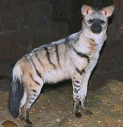 aardwolf loup specimen whiskers wildmoz animal hyena striped handsome fine