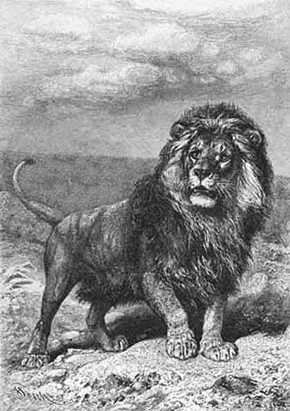 Lion-and-Jackal-Folktale