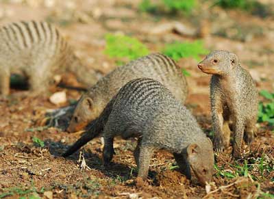 Banded-Mongoose-Family