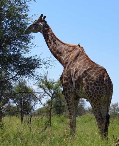 Giraffe-Tall-Tales-of-Africa