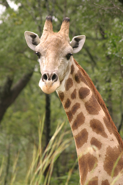Giraffe-Tall-Tales-of-Africa 