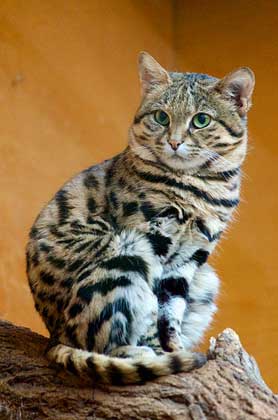 278px_Black_Footed_Cat