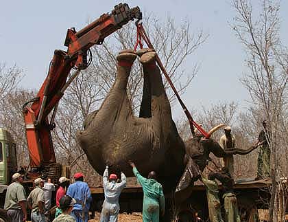 Elephant-Being-Loaded