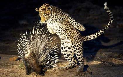 Porcupine-and-Leopard