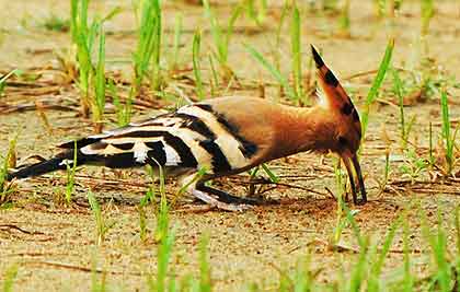 Hoopoe-Drilling-the-Ground