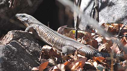 African-Yard-Giant-Plated-Lizard-Wildmoz.com