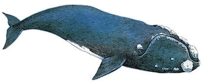 Big-Five-Southern-Right-Whale-Wildmoz.com
