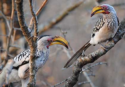 Stooky-and-Lil-Hornbills-Wildmoz.com