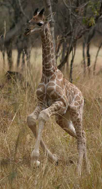 Bushveld-Babies-Giraffe-Wildmoz.com