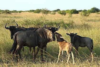 Bushveld-Babies-Wildebeest-Wildmoz.com