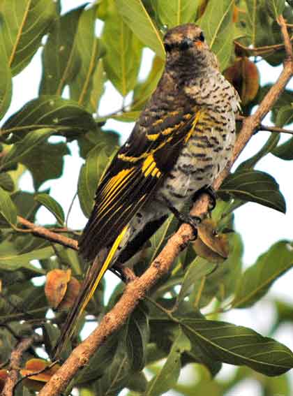 Bushveld-Birds-Baby-Red-Chested-Cuckoo-Wildmoz.com