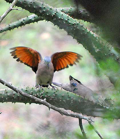 Bushveld-Birds-Female-Emerald-Spotted-Dove-Wildmoz.com