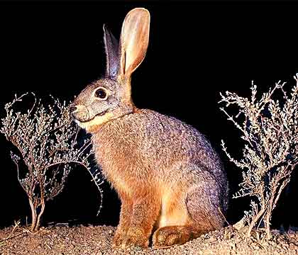 Riverine-Rabbit-Wildmoz.com