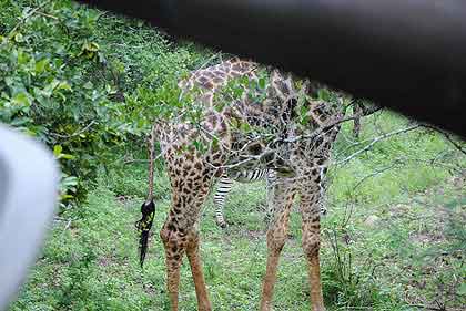 Bushveld-Zebra-and-Giraffe-Wildmoz.com
