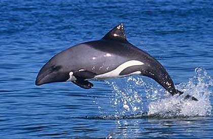 Benguela-Dolphin-Leaping-Wildmoz.com
