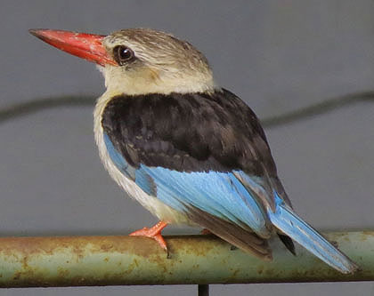 Grey-Hooded-Kingfisher-Wildmoz.com