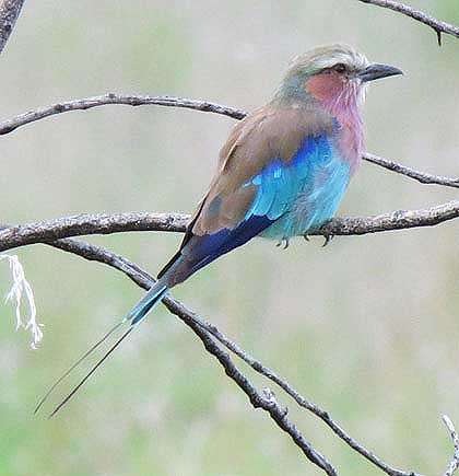 Lilac-Breasted-Roller-Wildmoz.com