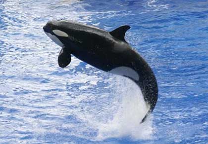 Benguela-Dolfin-Orca-Killer-Whale-Wildmoz.com
