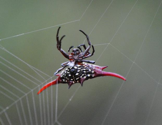 Pretty-Bugs-Spacial-Webmaker-Wildmoz.com