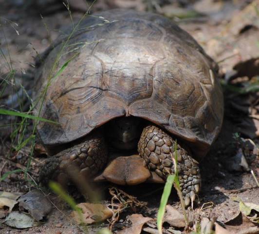 Hinged-tortoise-shy-but-curious-wildmoz.com