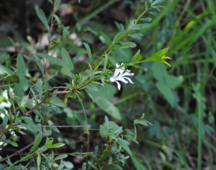 Bushveld-WIldlife-White-Flower-WIldmoz.com