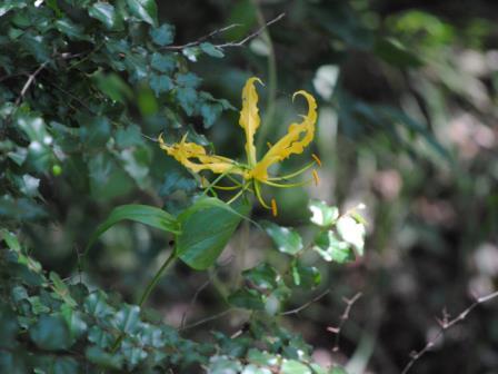 Bushveld-Wildlife-Yellow-Flower-Wildmoz.com