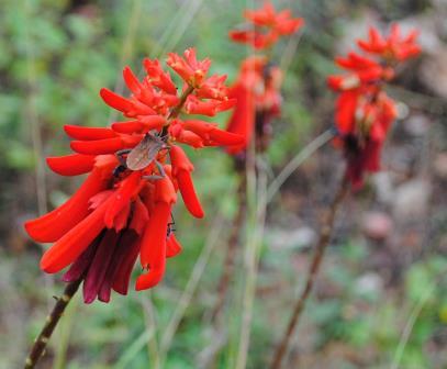 Bushveld-Wildlife-Red-Flowers-Wildmoz.com