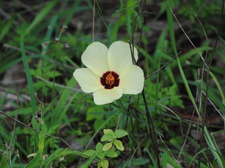 Bushveld-WIldlife-Cream-Flower-Wildmoz.com