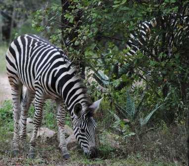 Bushveld-Wildlife-Zebras-Wildmoz.com
