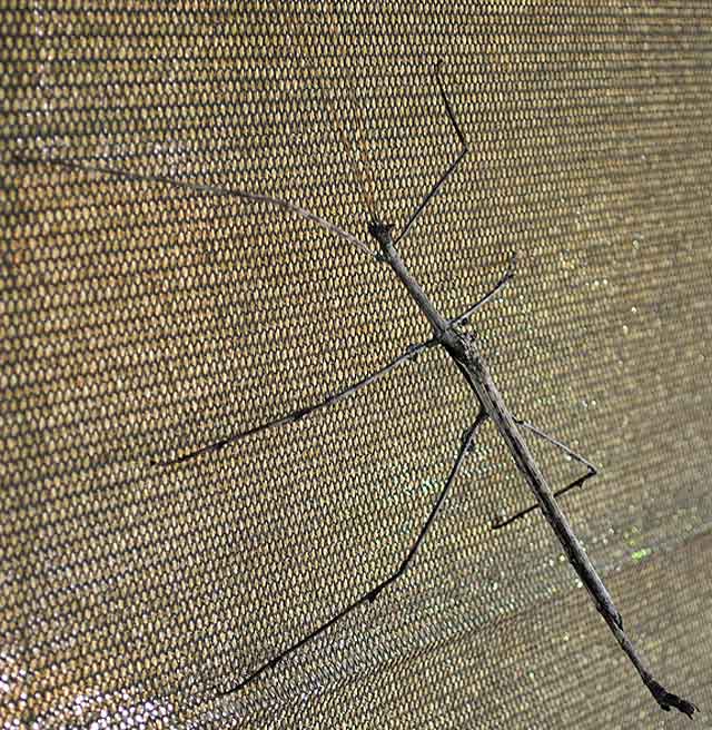 Stick-Insect-Full-Body