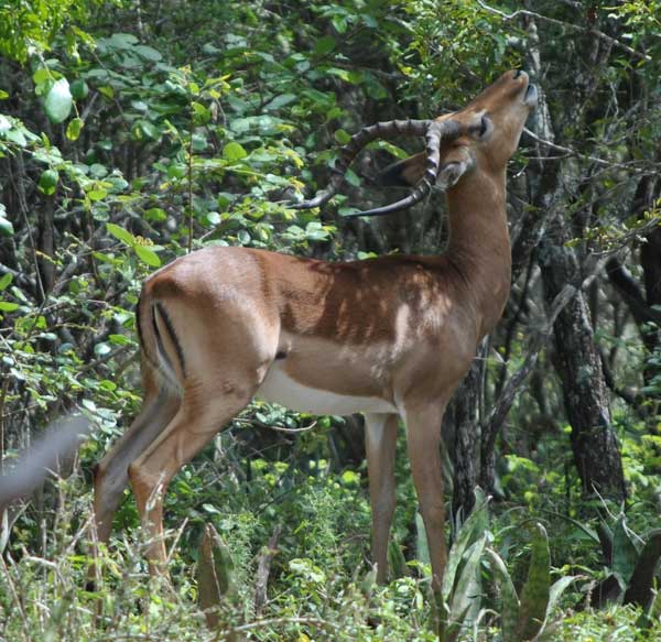 Everyday-wildlife-impala-eating-magic-guarri-wildlife.com