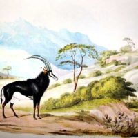 Sable Was Discovered in 1838