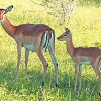 Impala Baby: Newborn Secrets