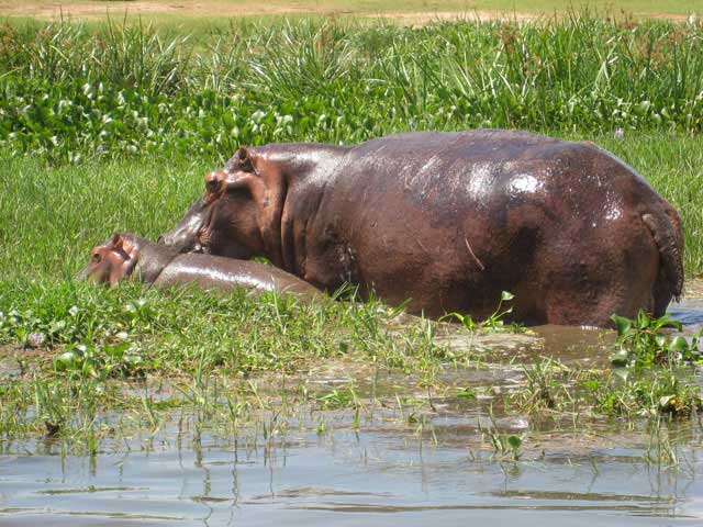 Hippo-Mother-and-Baby-Wildmoz.com