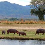 Hippos Wild and Dangerous