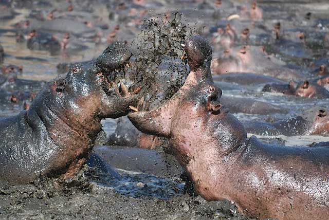 Hippos-Fighting-in-a-Huge-Pod-Wildmoz.com