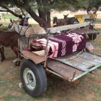 Donkey Cart Africa’s Basic Taxi