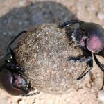 The Legacy of a Dung Beetle