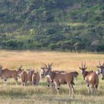 Incredible Animals Kruger Park