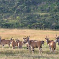 Incredible Animals Kruger Park