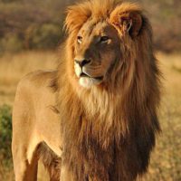 Large Animals - Kruger Park