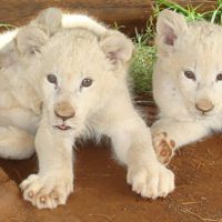 Remember When White Lions Were Discovered?