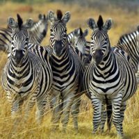 Amazing Animals - Kruger Park