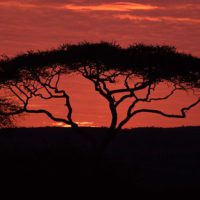 Iconic African Acacia Tree