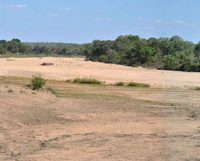 Kruger Park Drought