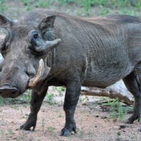 African Wild Warthog