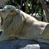 Harare Lion and Cheetah Park
