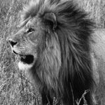 Lion Fight ER: A Struggle for Life