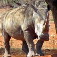 Rhino Capture Zimbabwe