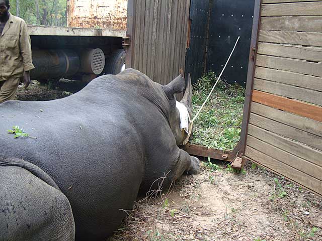 Rhino-ready-for-cage-Wildmoz.com